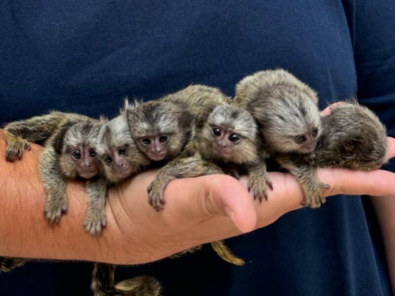 MARMOSETY NA SPRZEDAŻ